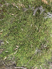 Acacia aculeatissima