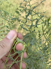 Eudiagogus maryae