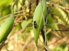 Oncopeltus fasciatus