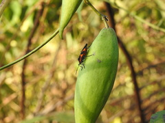 Oncopeltus fasciatus