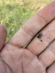 Eudiagogus maryae