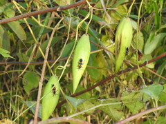 Oncopeltus fasciatus