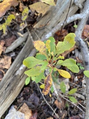 Berberis canadensis