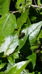 Orthoprosopa bilineata