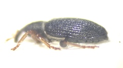 Isochnus sequensi