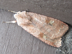 Diarsia canescens
