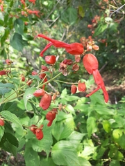 Salvia sessei