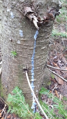 Cytosporaceae