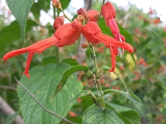 Salvia sessei