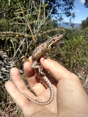 Stenocercus trachycephalus