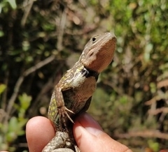 Stenocercus trachycephalus