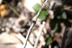 Maratus karrie