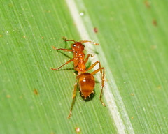 Notoncus spinisquamis