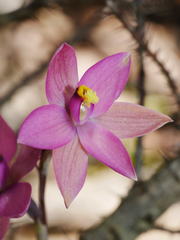 Thelymitra luteocilium