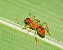 Notoncus spinisquamis