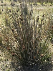 Juncus
