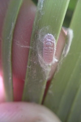 Balanococcus gahniicola