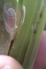 Balanococcus gahniicola