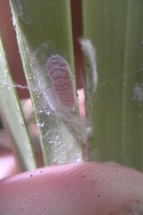 Balanococcus gahniicola