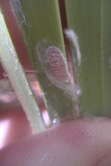 Balanococcus gahniicola