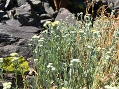 Artemisia albicans