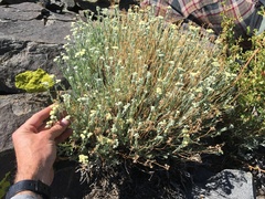 Artemisia albicans