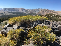 Chrysothamnus viscidiflorus viscidiflorus