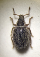 Brachysomus echinatus