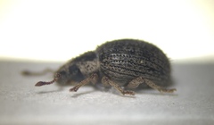 Brachysomus echinatus