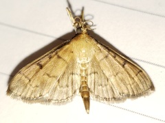 Herpetogramma theseusalis