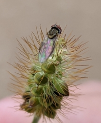 Toxomerus marginatus