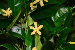 Wrightia arborea