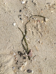 Zostera