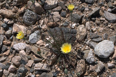 Malacothrix californica
