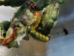 Herpetogramma theseusalis