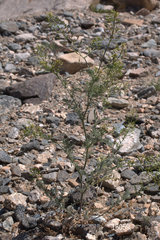 Descurainia pinnata glabra