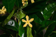 Wrightia arborea