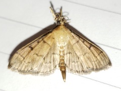 Herpetogramma theseusalis
