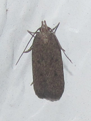 Glyphidocera juniperella
