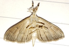 Herpetogramma theseusalis