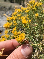 Chrysothamnus viscidiflorus viscidiflorus