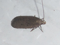 Glyphidocera juniperella