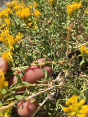 Chrysothamnus viscidiflorus viscidiflorus