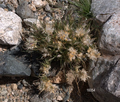 Dasyochloa pulchella