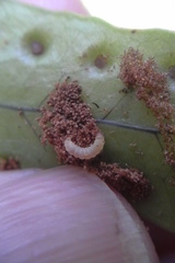 Thylacosceles radians