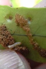 Thylacosceles radians