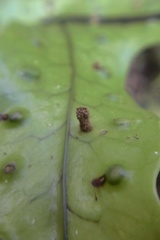 Thylacosceles radians