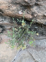 Perityle tenella