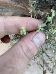 Perityle tenella
