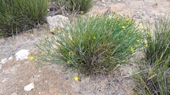 Tricoryne tenella
